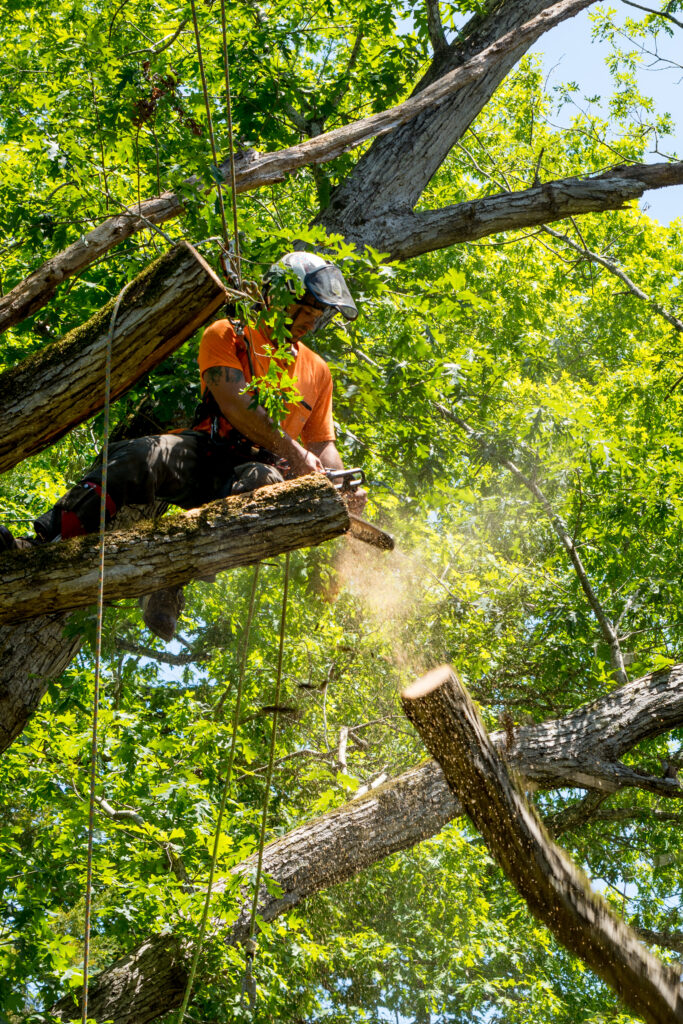 emerald-coast-tree-pruning-services-in-fl-area